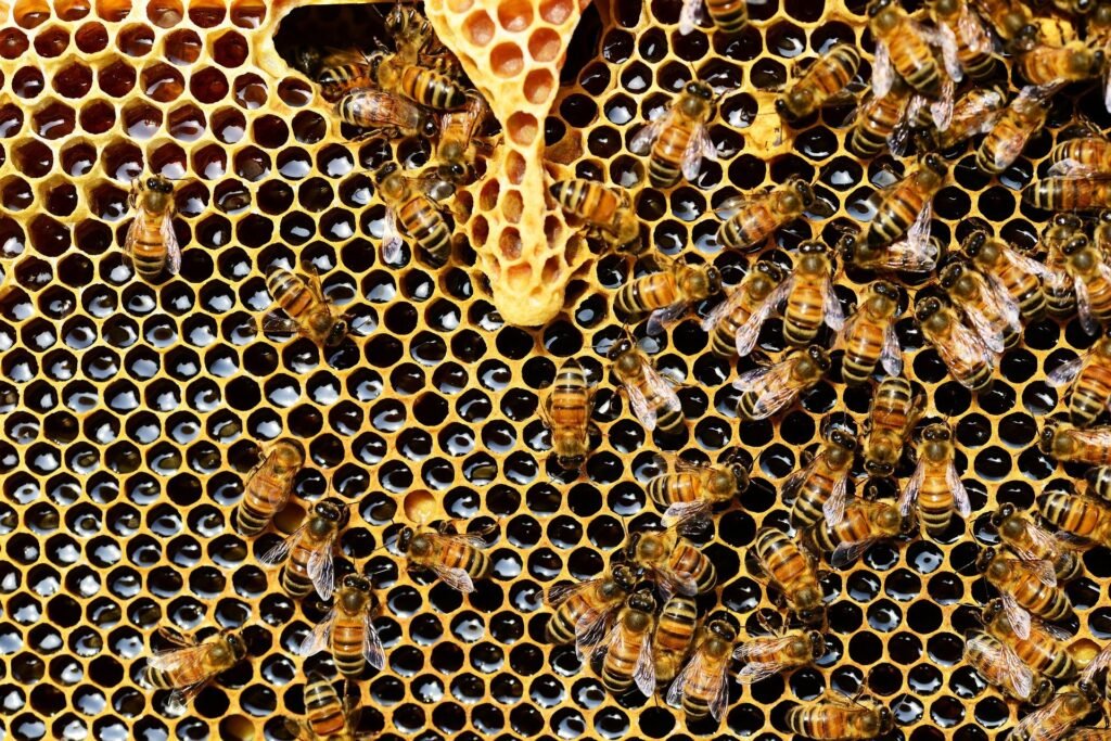 honey-bees-337695_1920